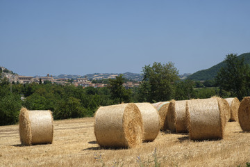 Summer landscape in Marches near Fossombrone