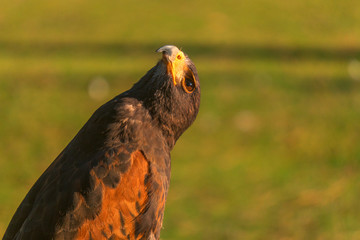 Closup of Falcon in the sunset