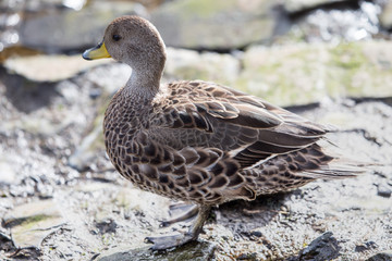 A South Georgia Pintale duck at Prion Island, South Georgia.