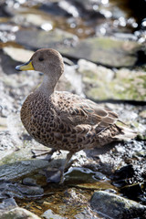 A South Georgia Pintale duck at Prion Island, South Georgia.