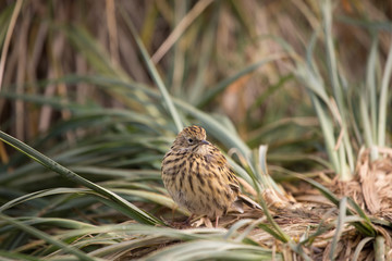 A South Georgia pipit on Prion Island, South Georgia.