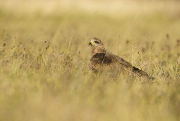 Black Kite - Milvus migrans