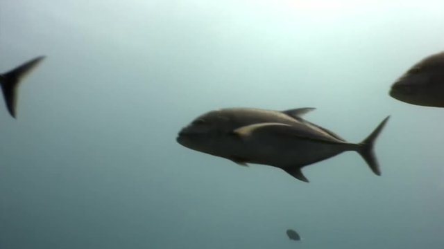Tuna fish tunny underwater in search of food in Maldives. Unique unusual video footage. Abyssal relax diving. Natural aquarium of sea and ocean. Beautiful animals.