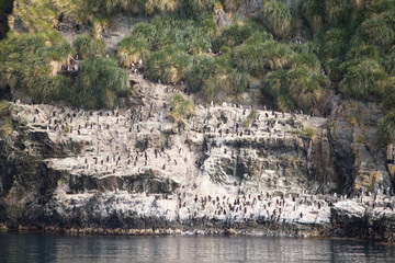 A macaroni penguin colony in Hercules Bay, South Georgia