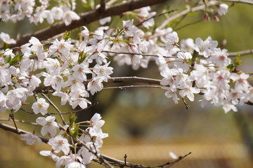 桜