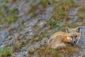Young Red Fox with Copy Space to Left