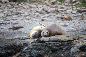 Elephant seals outside st andrews bay, South Georgia.