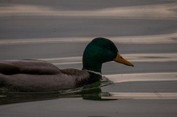 Ente auf dem Wasser