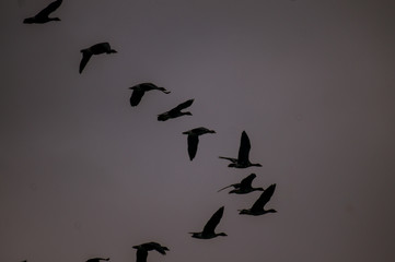 Gänse in Formation