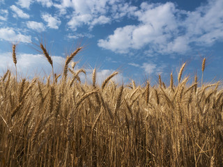 Wheat field