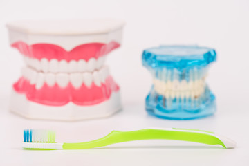 tooth model or dental model with toothbrush