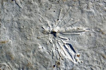 Sea urchin in Praia Jurassica