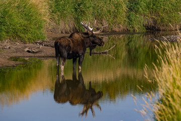 A Large Adult Bull Moose in Colorado