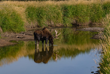 Naklejka na ściany i meble A Large Adult Bull Moose in Colorado