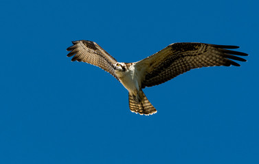 Osprey fishing for a meal