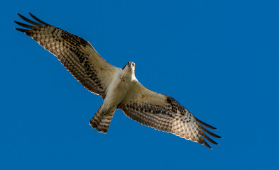 Osprey fishing for a meal