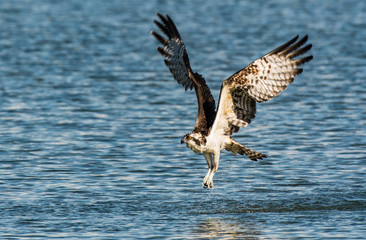 Osprey fishing for a meal