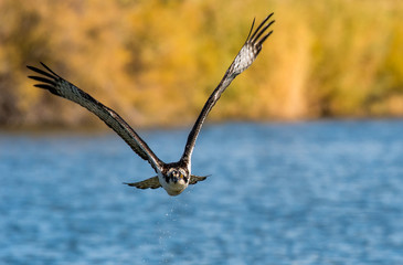 Osprey fishing for a meal