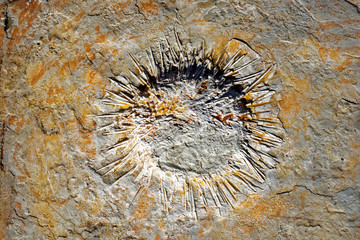 Sea urchin in Praia Jurassica