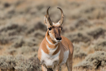 An Adult Pronghorn Poses for Photographer © Kerry Hargrove