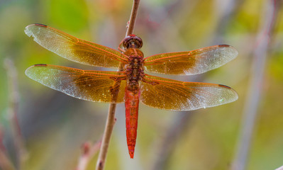 A Red Dragonfly on a Reed Stem