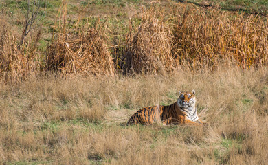 A Siberian Tiger Laying Down in a Field