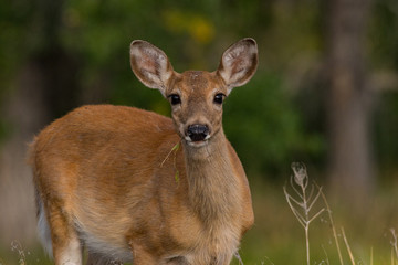 A Beautiful White-tailed Deer Doe Poses for Her Photograph