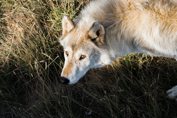 A Tundra Wolf Staring at Photographer