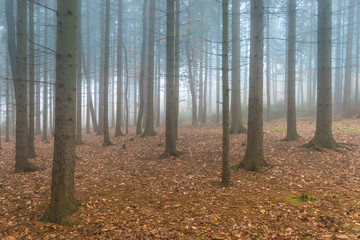 Autumn morning in the misty and magical forest