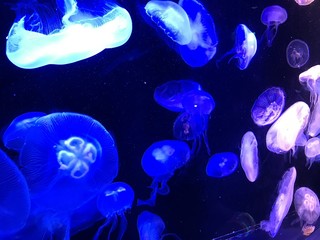 クラゲ