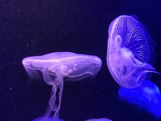 クラゲ