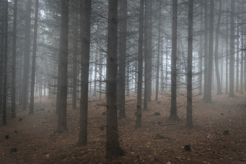 Obraz premium Scary misty and magical coniferous forest
