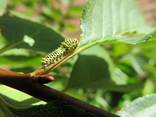 Bruco ( Papilio Machaon )