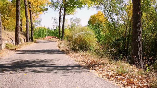 paved road in autumn with fallen brown leaves in Orihuela del Tremedal, Teruel, Spain