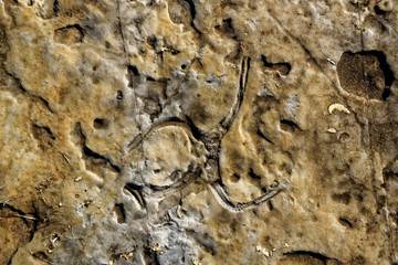 A fossil in Praia Jurassica