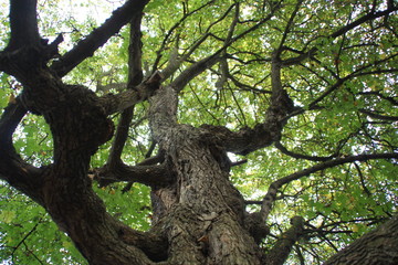 Fototapeta na wymiar Knorriger Baum