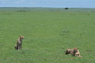 Guépards à la saison des pluies, dans la vaste savane verte du Parc Masaï Mara, au Kenya