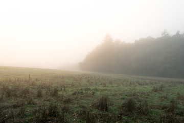 Fototapeta na wymiar Morning fog over the meadow and forest edge