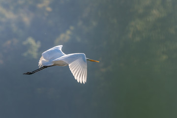 Flight