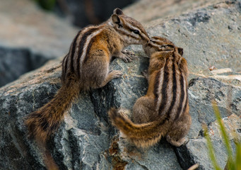 Least Chipmunks Kissing