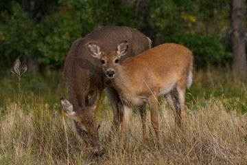 Fototapeta premium A Young Doe Looks up While Grazing with Its Mother