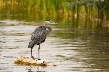 Great Blue Heron on a Log