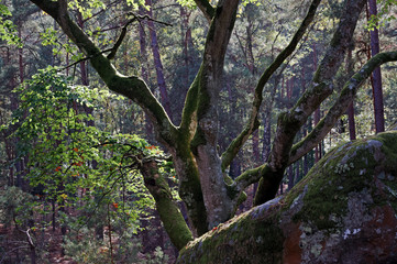 arbre remarquable et rocher canon en forêt de Fontainebleau