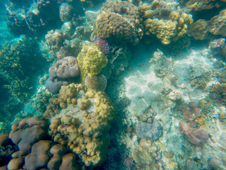 The abundant of shallow coral reefs in the Southern of Thailand, where is home to many small colorful fishes and marine animals.