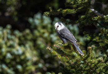 Gray Jay Posing on Coniferous Tree