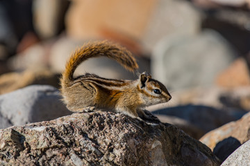 Least Chipmunk Ready to Pounce