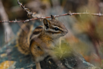 Least Chipmunk - Adorable Close Up