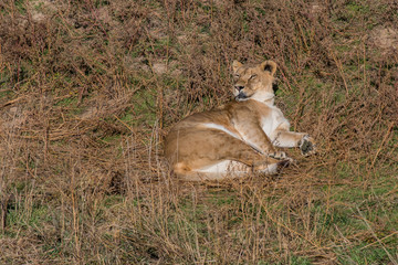 A Lioness Lounges Around after a Meal