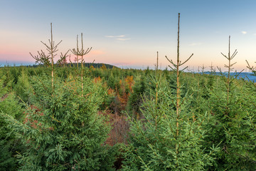 Autumn landscape - Black Forest. View over the autumnal Black Forest late afternoon.
