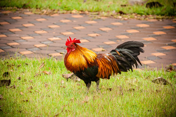Bantam on grass in Park ,Thailand